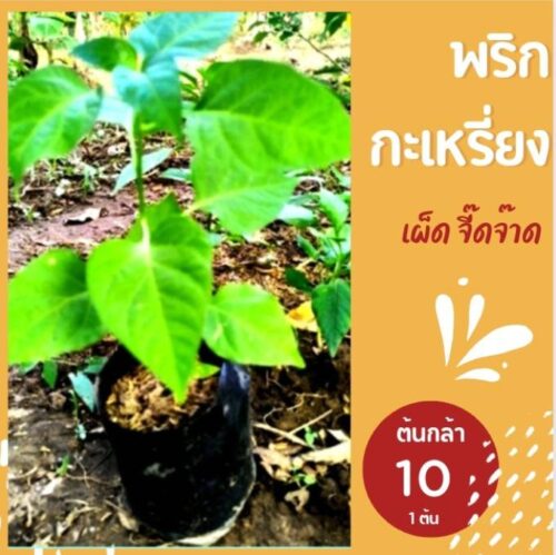 พริกกะเหรี่ยง