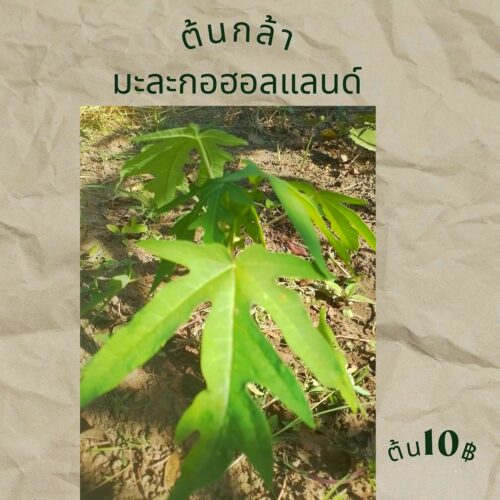 ตันกล้า มะละกอฺฮอลแลนด์